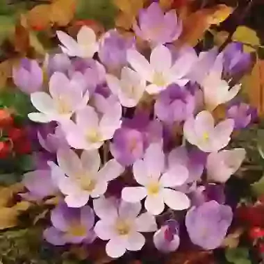 Mixed Varieties